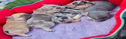 French Bulldog dogs for sale: 5 stunning French bulldogs  in Wokingham - Advert 5