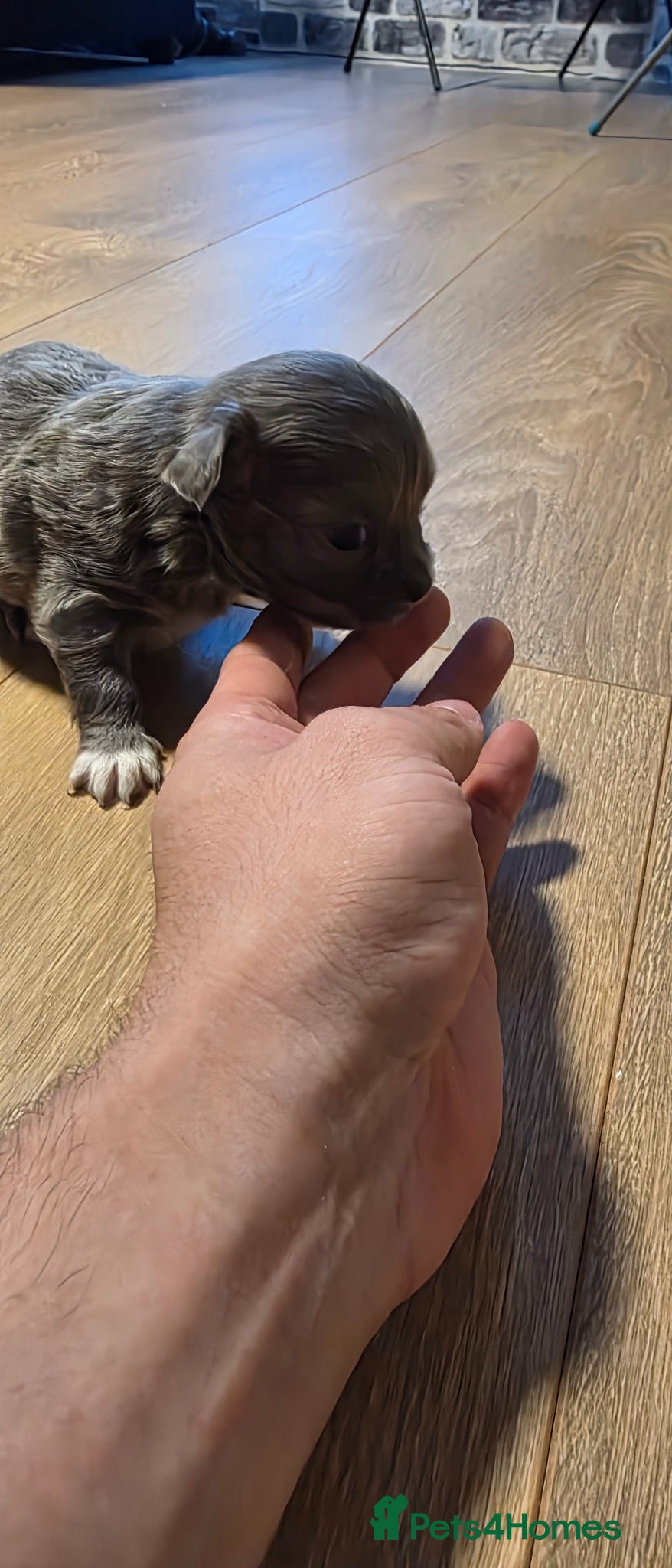 Chihuahua dogs for sale: Long & short haird chihuahua puppies  in Wirral - Advert 10