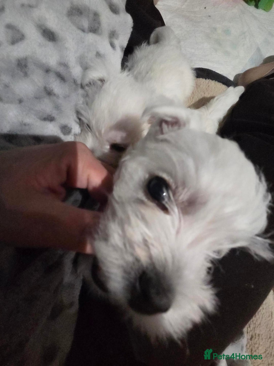 West Highland Terrier dogs for sale: Gorgeous pedigree westies, excellent bloodlines - Image 11