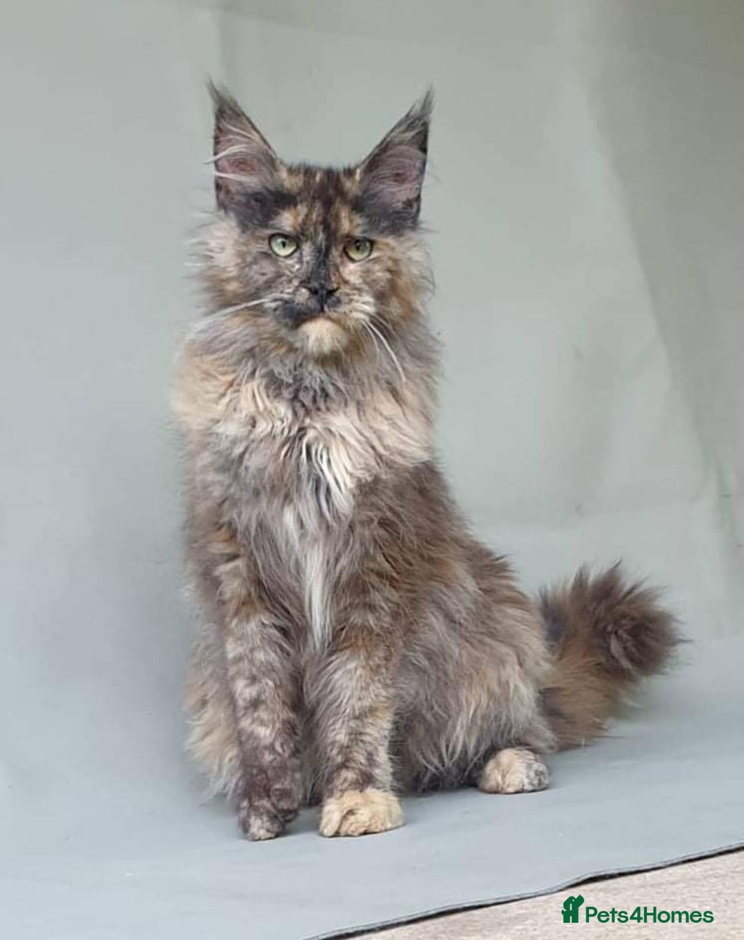Maine Coon cats for sale: Female MaineCoon  Imported, Loving Home Needed   - Image 4