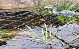 Koi Carp fish for sale: 2 koi and 3 goldfish  - Advert 1