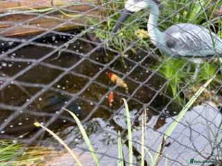 Koi Carp fish for sale: 2 koi and 3 goldfish - Advert 1