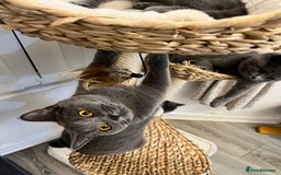 British Shorthair cats for sale: British shorthair kitten  - Advert 2