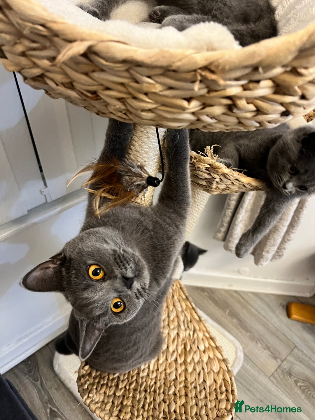 British Shorthair cats for sale: British shorthair kitten  - Advert 2