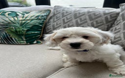 Cavachon dogs for sale: 2 Adorable boys ready for their forever homes 🐾 - Image 16