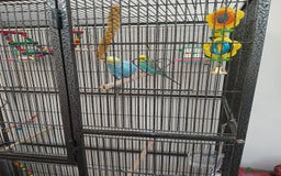 Budgerigars birds for sale: Budgies - Image 5
