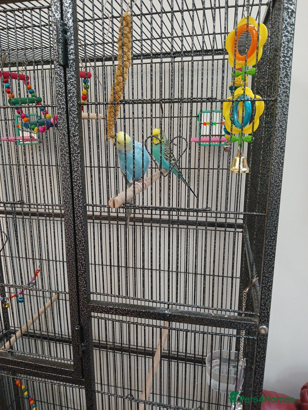 Budgerigars birds for sale: Budgies - Image 5