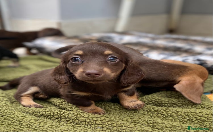 Dachshund dogs - Advert 1
