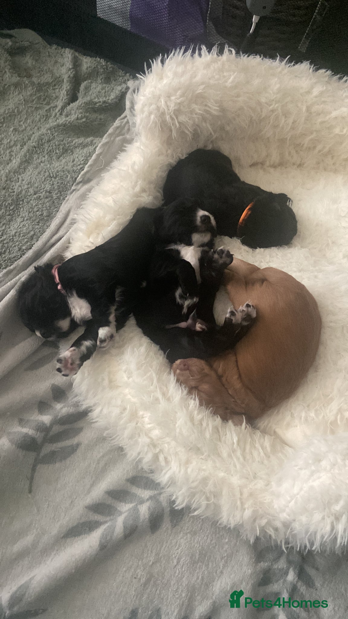 Cocker Spaniel dogs working cocker spaniel puppies - Advert 3