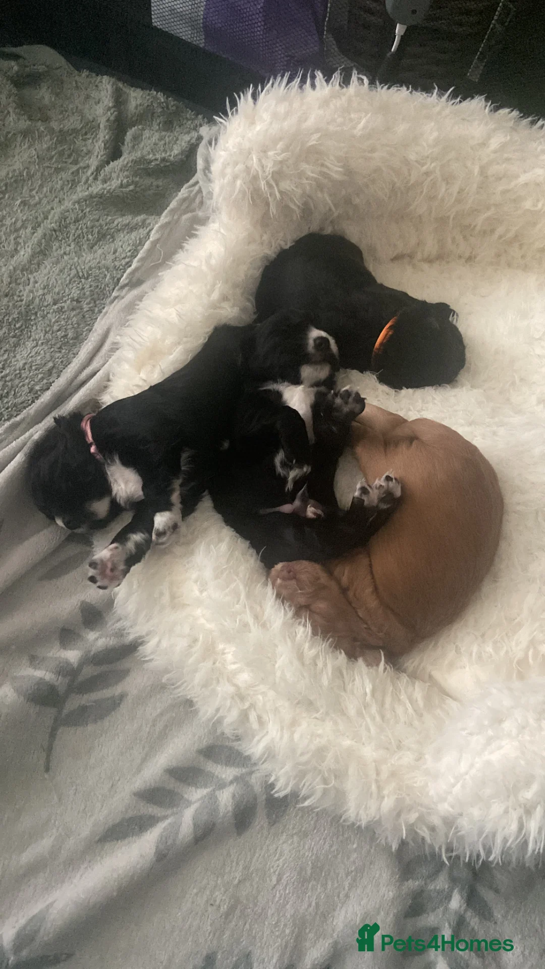 Cocker Spaniel dogs for sale: working cocker spaniel puppies in Perth - Advert 1