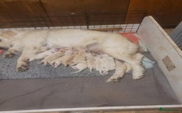 Golden Retriever dogs for sale: Golden Retriever - Image 1