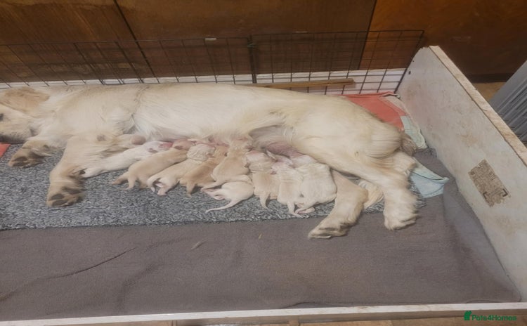 Golden Retriever dogs - Advert 2