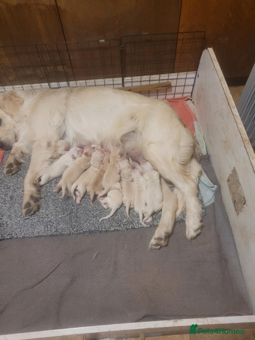 Golden Retriever dogs for sale: Golden Retriever - Image 1