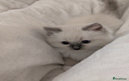 Ragdoll cats for sale: Gorgeous GCCF Registered Ragdoll Kittens Available - Image 1