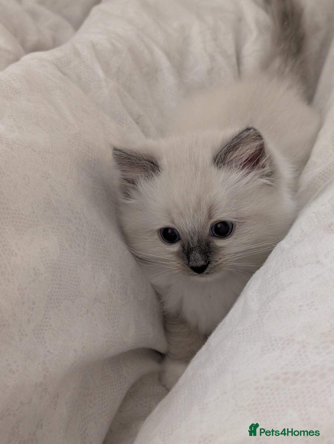 Ragdoll cats for sale: Gorgeous GCCF Registered Ragdoll Kittens Available - Image 1