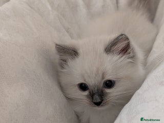 Ragdoll cats - Advert 7