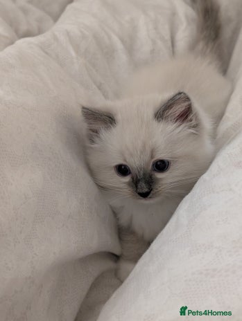 Ragdoll cats - Advert 2