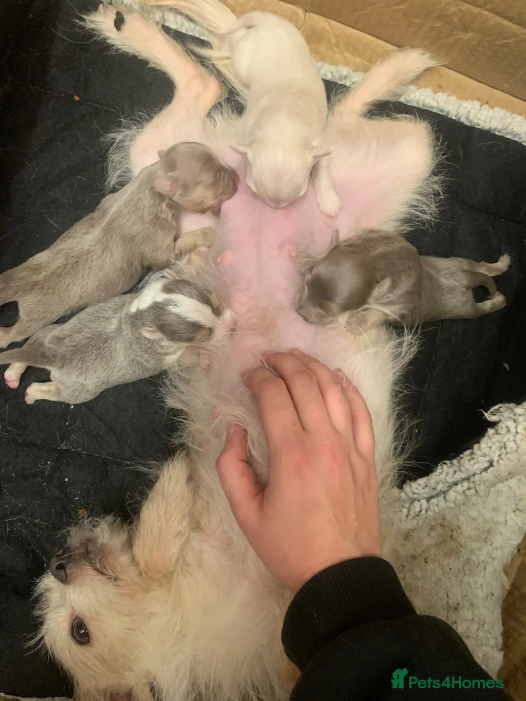 Mixed Breed dogs for sale: Male Shorkie Cross Chihuahua Puppies 🐾 - Advert 2