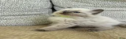 Ragdoll cats for sale: 3 Cute Ragdoll Kittens (Discounts available) - Advert 17