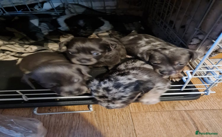Mixed Breed dogs - Advert 5