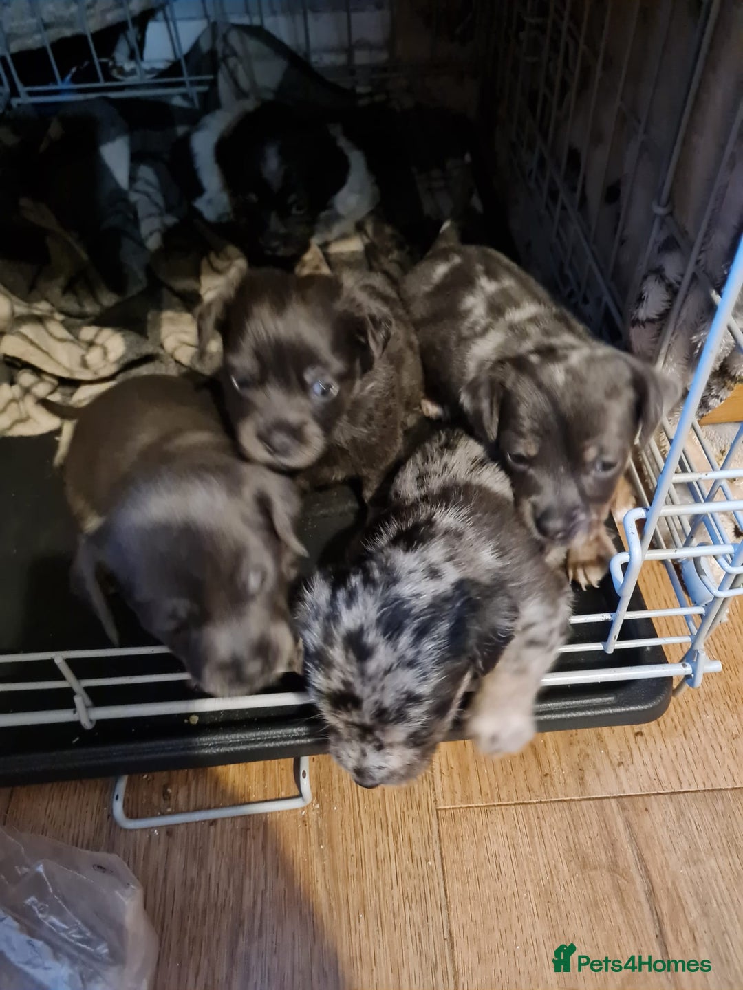 Mixed Breed dogs for sale: Last 2 puppies dachshund cross - Image 1