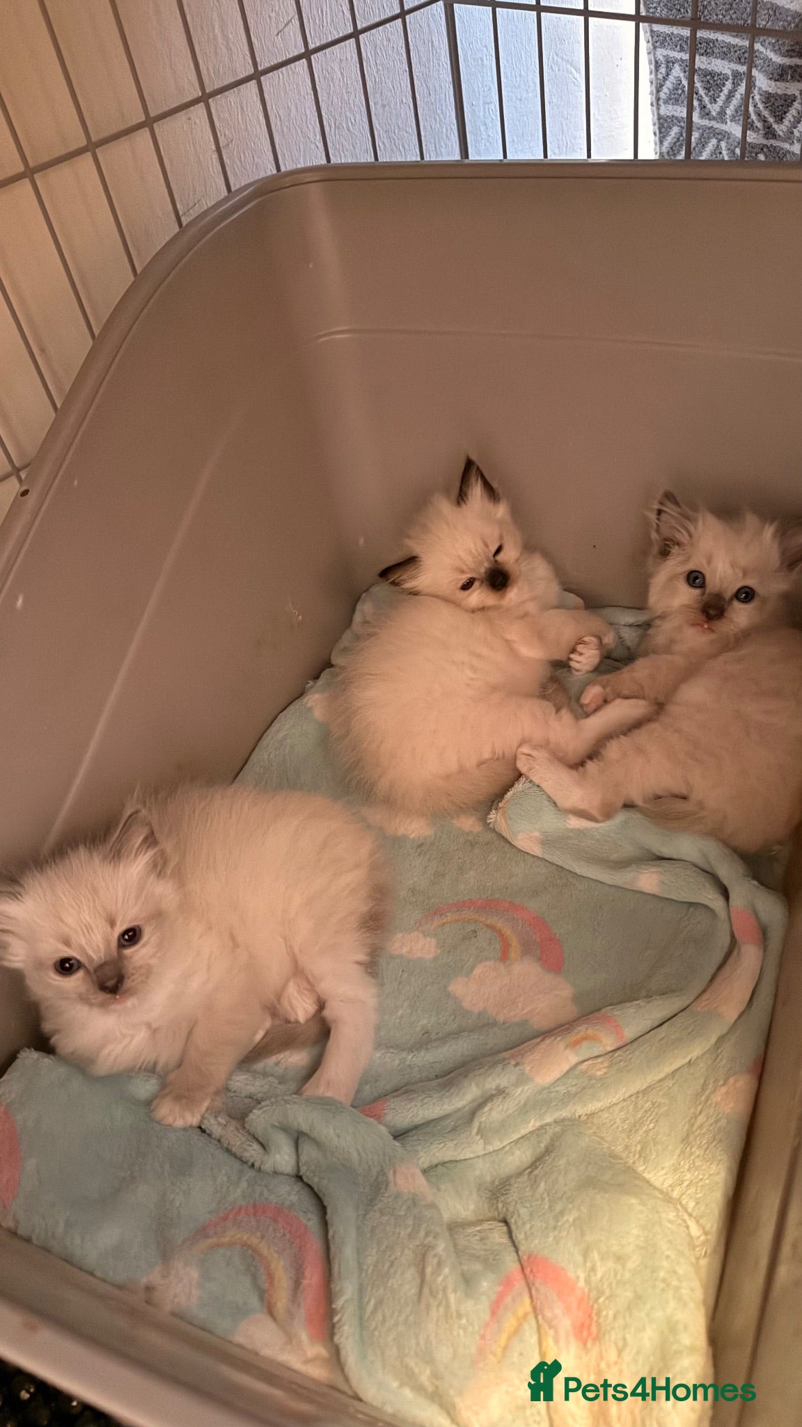 Ragdoll cats 3 Lovely Kittens Looking for Forever Homes - Advert 1