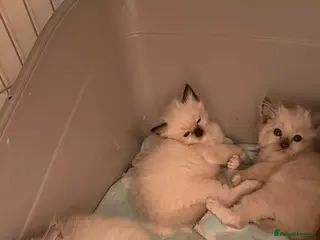 Ragdoll cats 3 Lovely Kittens Looking for Forever Homes - Advert 1