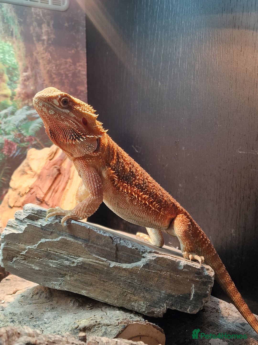 Bearded Dragon reptiles for sale: Female Bearded Dragon with Vivarium - Image 2
