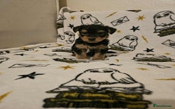 Yorkshire Terrier dogs for sale: Hello - Image 15