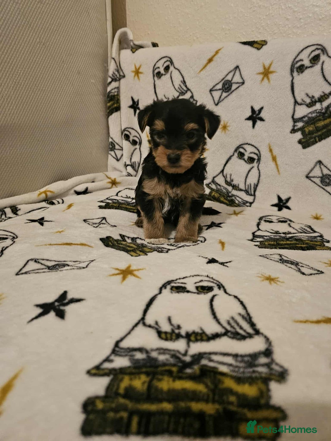 Yorkshire Terrier dogs for sale: Hello - Image 15