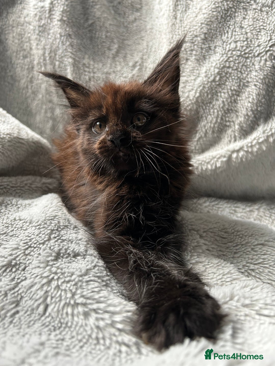 Maine Coon cats for sale: maine coon kitten  - Image 5