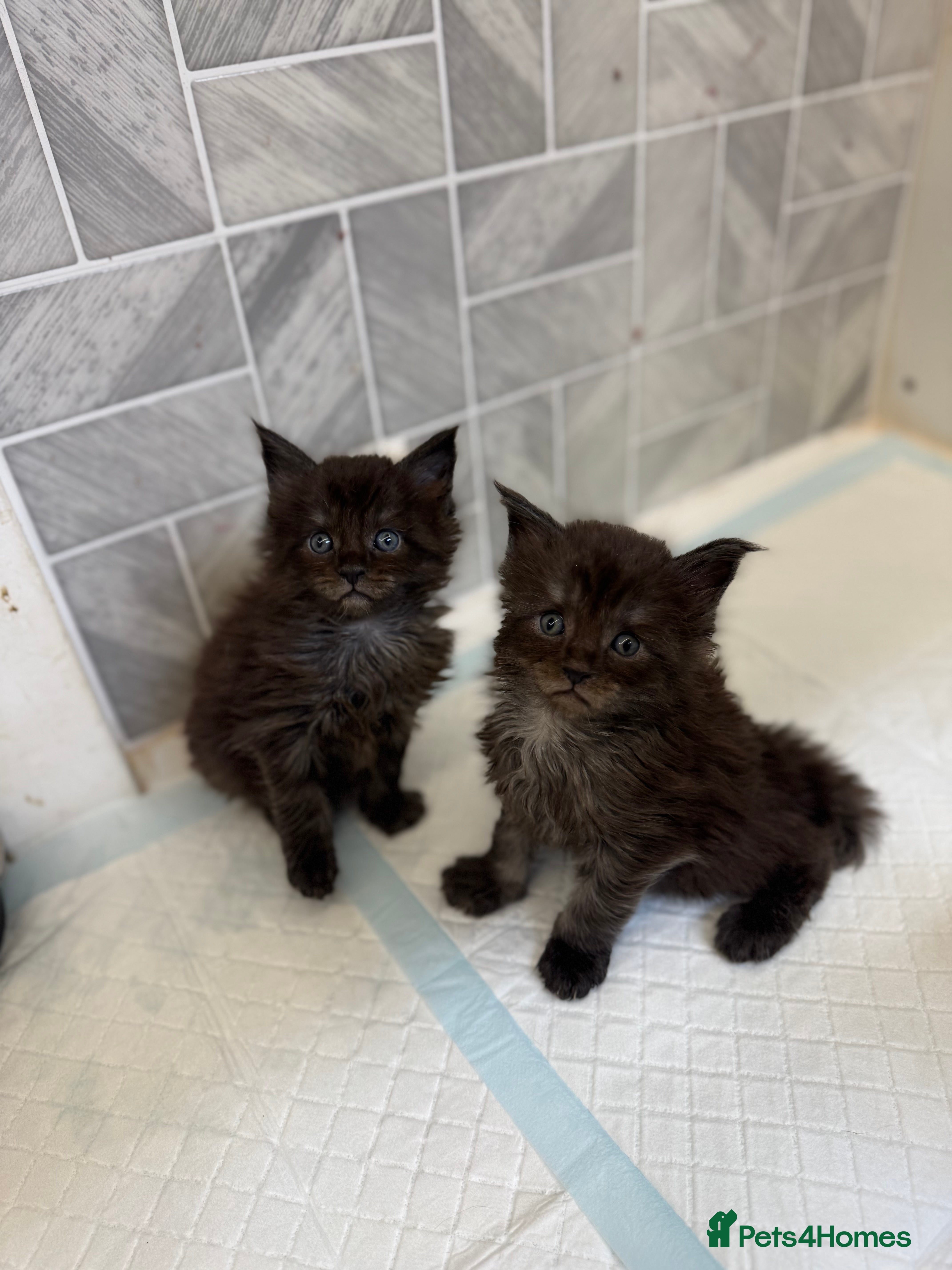 Maine Coon cats Black Smoke Female Maine Coon Kittens Available - Advert 17