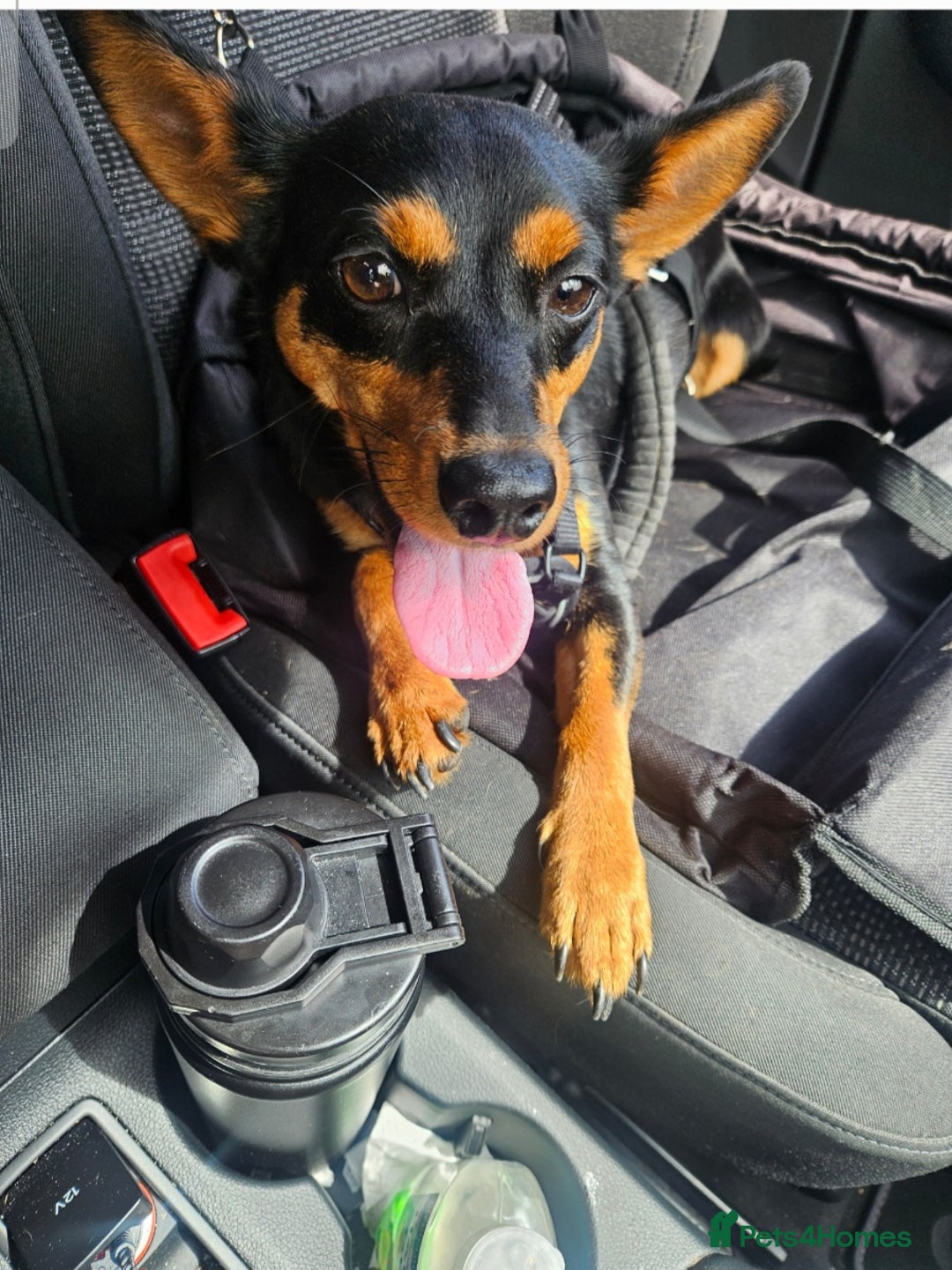 Mixed Breed dogs for sale: Gentle loving puppy selling due to family illness  - Image 3