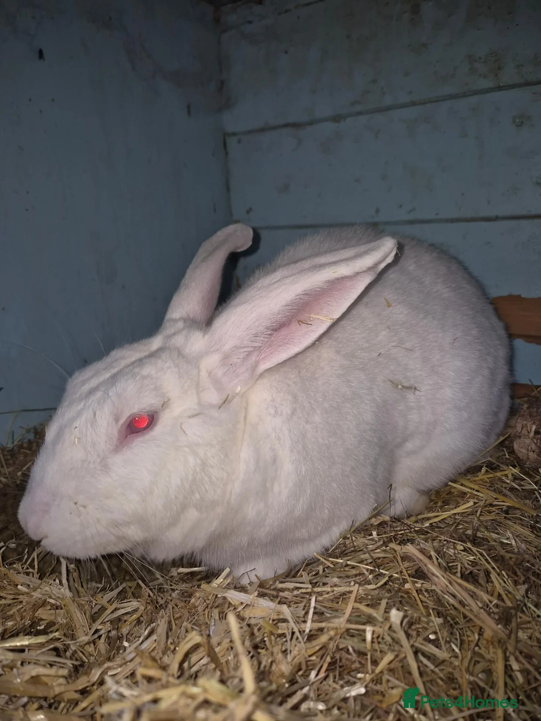 New Zealand rabbits for sale: New Zealand Buck - Advert 1