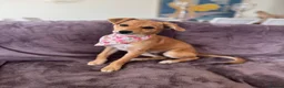 Mixed Breed dogs for adoption: Tranquil Trudie - Advert 2