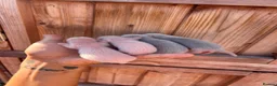 Ferret rodents for sale: 4 standard ferret kit Jills to be reserved - Advert 8