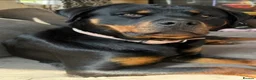 Rottweiler dogs for sale: Gorgeous Rottweiler pups - Advert 7