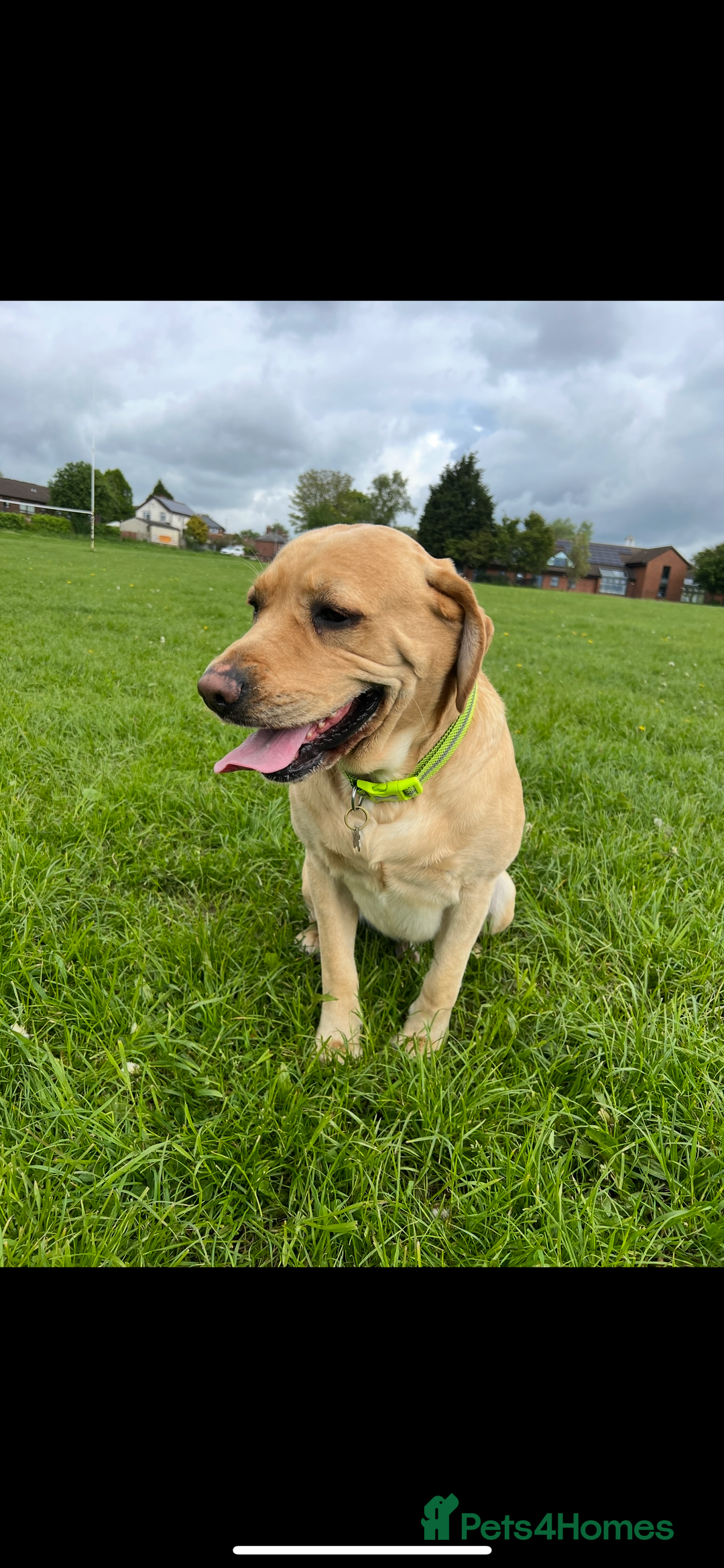 Labrador Retriever dogs for sale: Reduced Happy,Healthy,Beautiful Working Labrador  - Advert 14