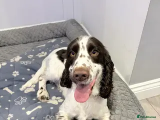 Cocker Spaniel dogs PROVEN Working Cocker Spaniel STUD - Advert 4