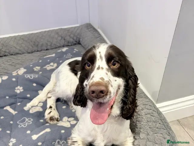 Cocker Spaniel dogs PROVEN Working Cocker Spaniel STUD - Advert 4