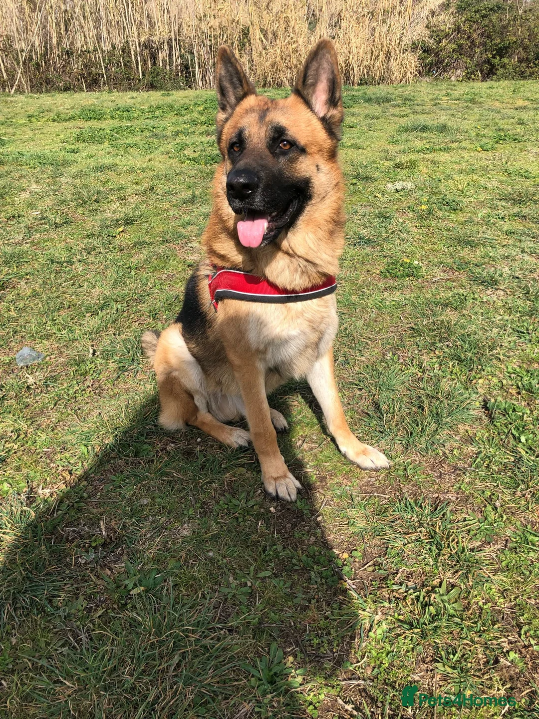 German Shepherd dogs for sale: German shepherd puppy - Short Coat, Long Coat - Advert 3