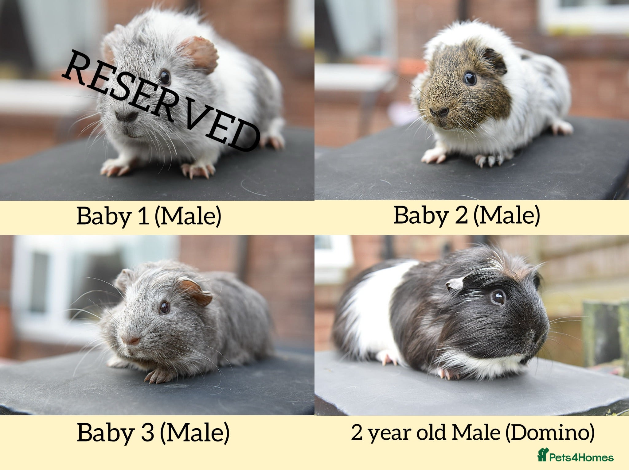 Guinea Pig rodents Guinea Pigs Looking For New Homes - Advert 1