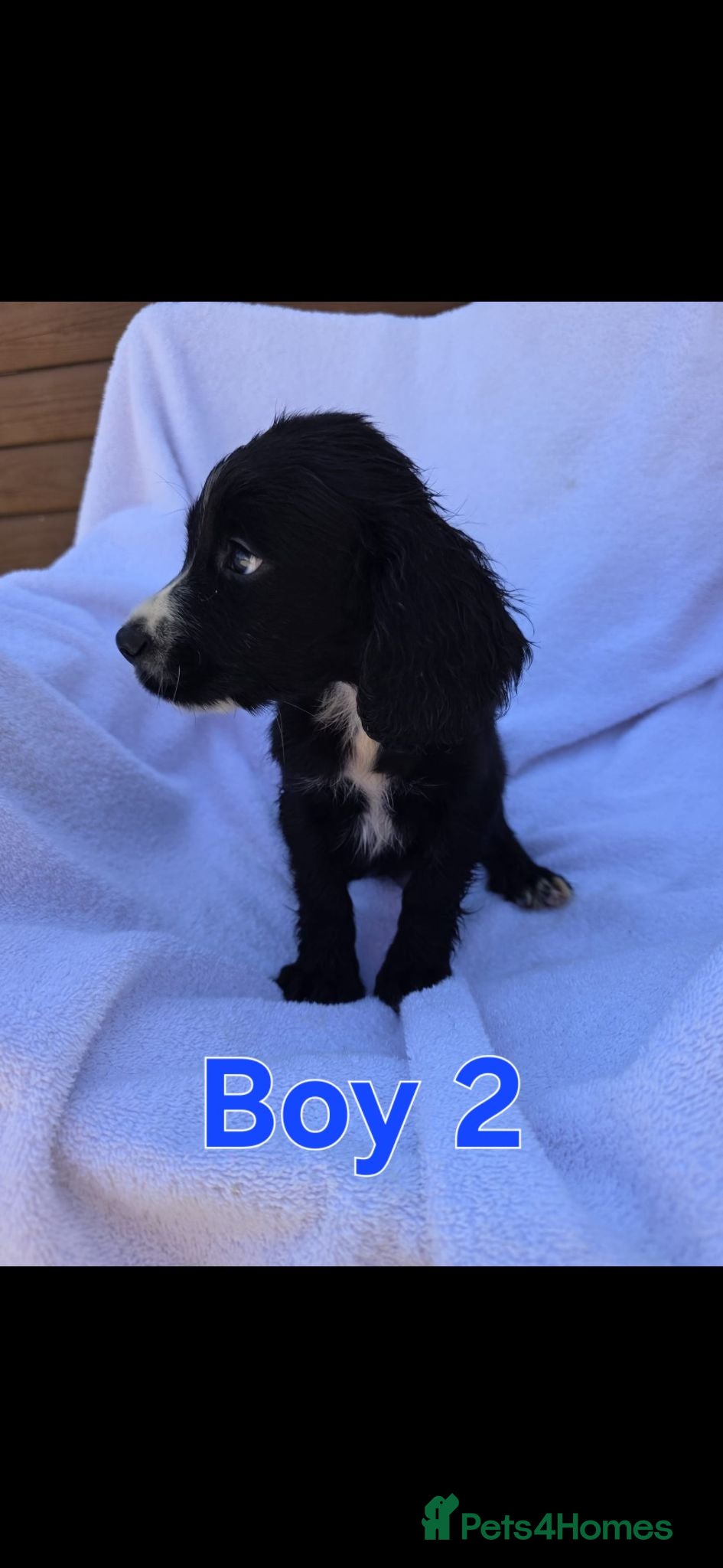 Cocker Spaniel dogs Beautiful Cocker Spaniel Pups  - Advert 1