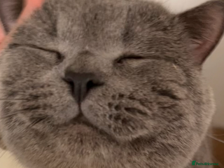 British Shorthair cats 🩶 British Shorthair Stud in Alloa - Advert 1