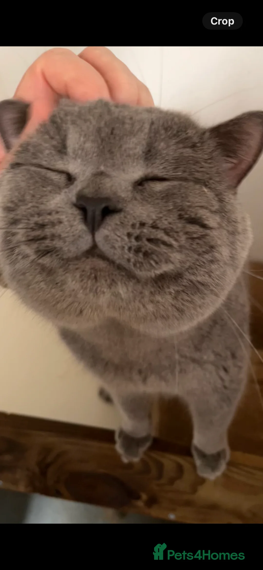 British Shorthair cats for stud: 🩶 British Shorthair Stud  in Alloa - Advert 1