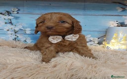 Cavapoo dogs for sale: Red Cavapoo Pups - Advert 7