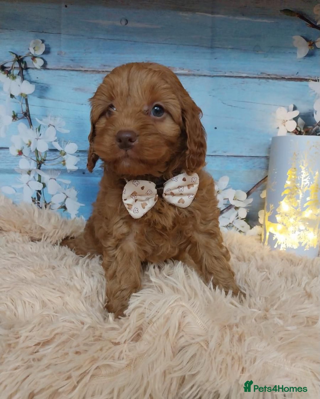 Cavapoo dogs for sale: Red Cavapoo Pups - Advert 7