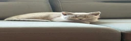 British Shorthair cats for sale: Ready to leave pedigree BSH kittens - Advert 12