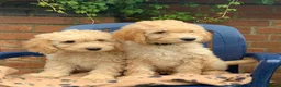 Labradoodle dogs for sale: Stunning Apricot & Cream Labradoodle Puppies 🐶 - Advert 18