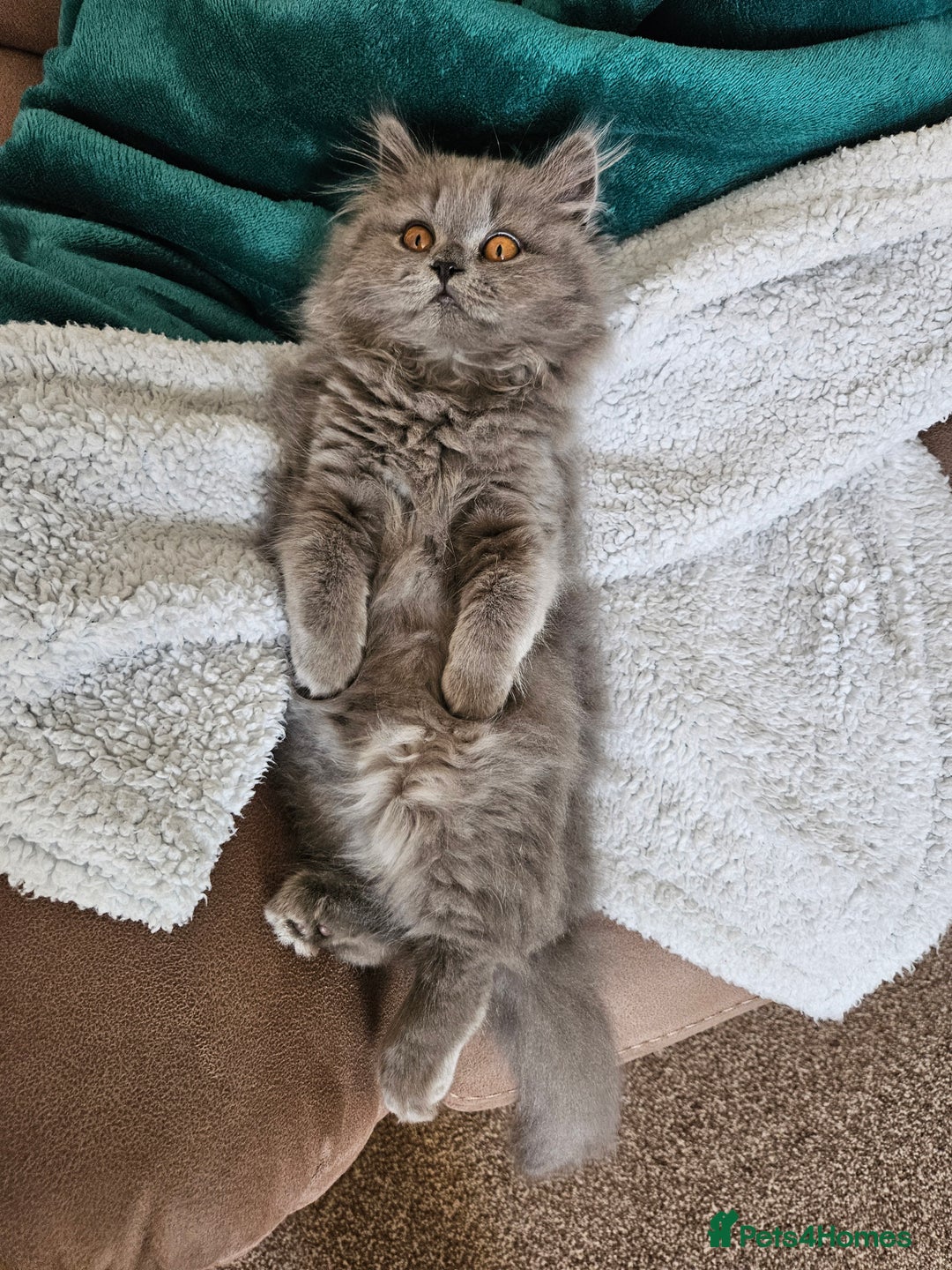 British Longhair cats for sale: Gorgeous GCCF long-haired British girl  - Image 8